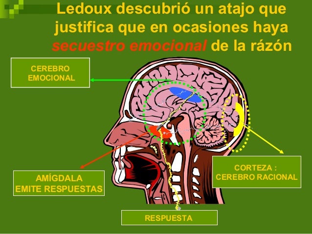 el cerebro emocional ledoux